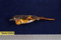 藏品(灰喉山椒鳥)的圖片